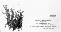 Cladonia crispata image